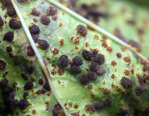 Mallow Rust - Puccinia malvacearum Habitat: Malva sp. in a rural garden.
https://www.jungledragon.com/image/93118/mallow_rust_-_puccinia_malvacearum.html Fall,Geotagged,Mallow Rust,Puccinia malvacearum,United States,rust