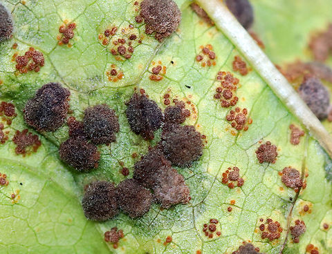 Mallow Rust - Puccinia malvacearum Habitat: On Malva sp. in a rural garden
https://www.jungledragon.com/image/93116/mallow_rust_-_puccinia_malvacearum.html Fall,Geotagged,Mallow Rust,Puccinia malvacearum,United States,rust