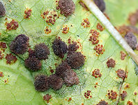 Mallow Rust - Puccinia malvacearum Habitat: On Malva sp. in a rural garden<br />
https://www.jungledragon.com/image/93116/mallow_rust_-_puccinia_malvacearum.html Fall,Geotagged,Mallow Rust,Puccinia malvacearum,United States,rust