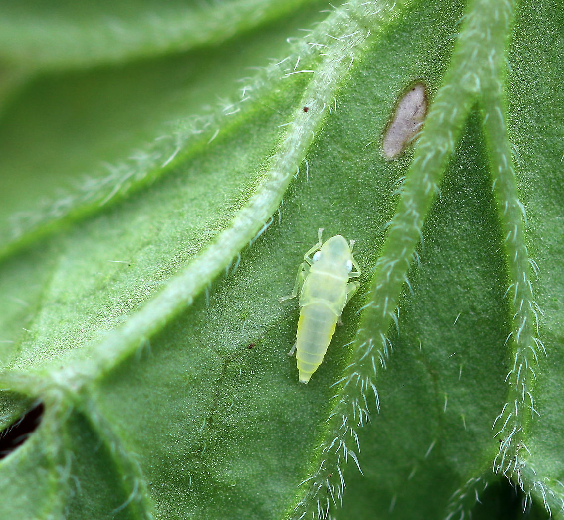 Graphocephala coccinea Nymph I think this is the second to last instar. The last instar has red wing pads.<br />
<br />
Habitat: Rural garden Fall,Geotagged,Graphocephala,Graphocephala coccinea,United States,leafhopper,leafhopper nymph,nymph