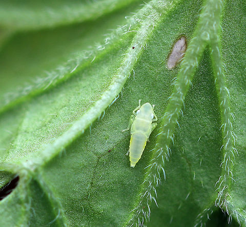 Graphocephala coccinea Nymph I think this is the second to last instar. The last instar has red wing pads.

Habitat: Rural garden Fall,Geotagged,Graphocephala,Graphocephala coccinea,United States,leafhopper,leafhopper nymph,nymph