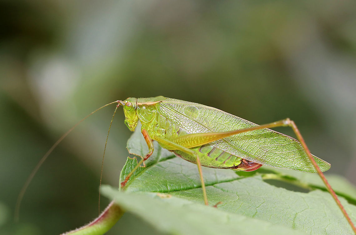 Fork-tailed Bush Katydid (Scudderia furcata) Habitat: Rural garden Fall,Fork-tailed Bush Katydid,Geotagged,Katydid,Scudderia,Scudderia furcata,United States