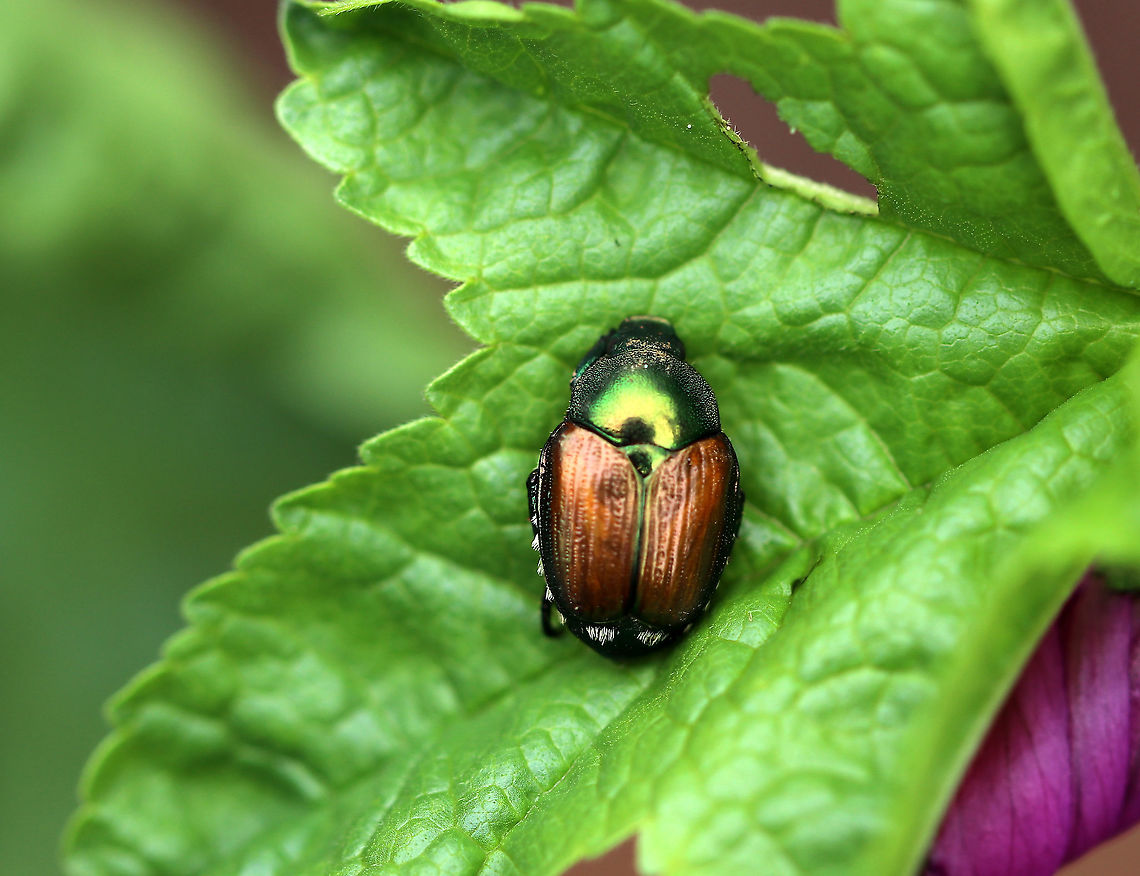 Japanese Beetle - Popillia japonica It was a cold day and this beetle had its legs tuck underneath its body to conserve warmth. Japanese beetles are real pests: the adults skeletonize foliage, while the larvae eat grass roots.<br />
<br />
Habitat: Rural garden Fall,Geotagged,Japanese Beetle,Popillia,Popillia japonica,United States,beetle