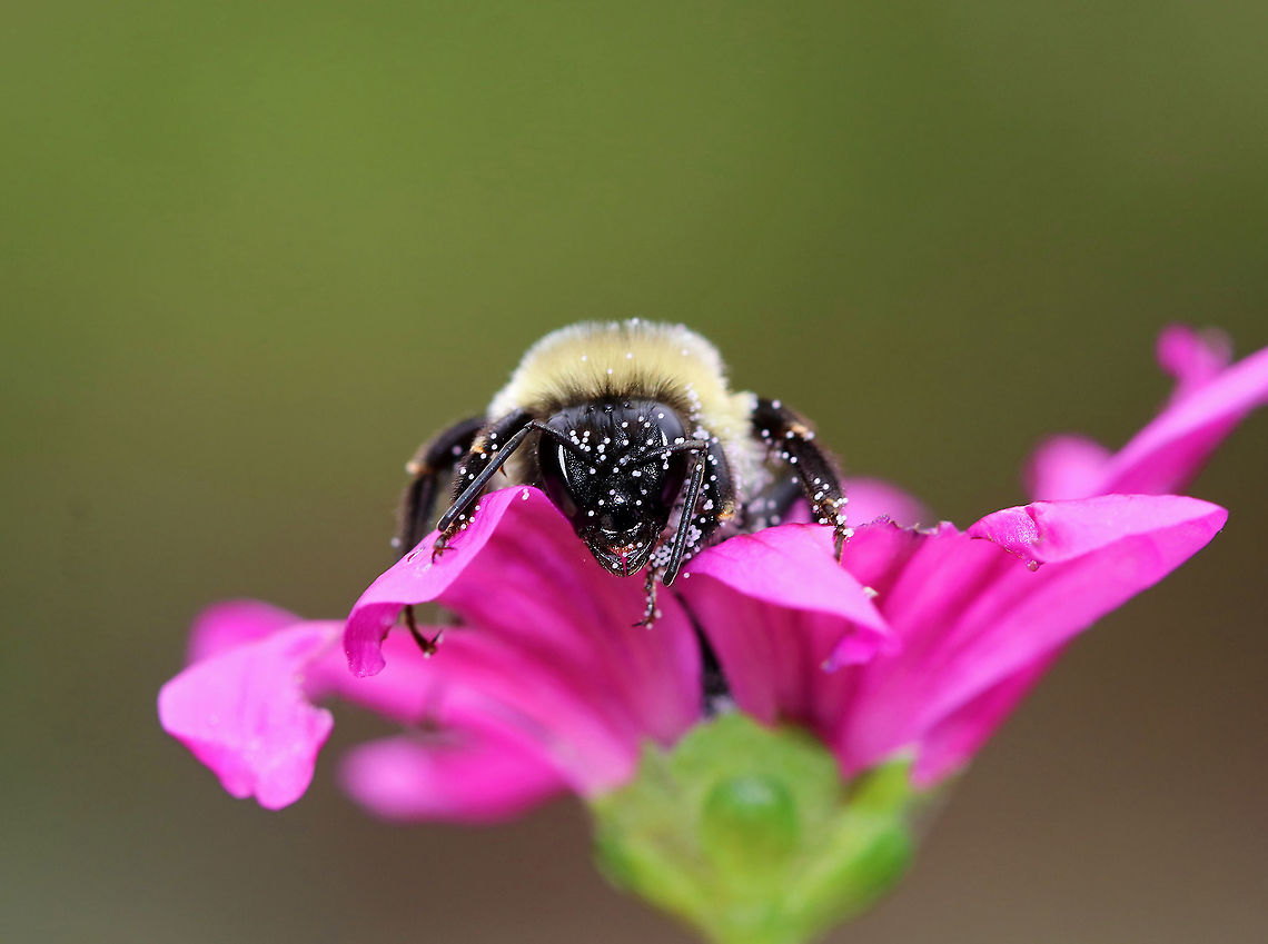 Bumblebee - Bombus impatiens Covered in pollen!<br />
<br />
Habitat: Rural garden<br />
<figure class="photo"><a href="https://www.jungledragon.com/image/93142/bumblebee_-_bombus_impatiens.html" title="Bumblebee - Bombus impatiens"><img src="https://s3.amazonaws.com/media.jungledragon.com/images/3232/93142_thumb.jpg?AWSAccessKeyId=05GMT0V3GWVNE7GGM1R2&Expires=1759968010&Signature=lPmuqnlawbZ9JCyozBu2SiTLOVs%3D" width="200" height="154" alt="Bumblebee - Bombus impatiens Covered in pollen!<br />
<br />
Habitat: Rural garden<br />
https://www.jungledragon.com/image/93141/bumblebee_-_bombus_impatiens.html Bombus,Bombus impatiens,Fall,Geotagged,United States,bee,bumble bee,bumblebee,common eastern bumble bee" /></a></figure> Bombus impatiens,Common eastern bumble bee,Fall,Geotagged,United States,bee,bombus,bumble bee,bumblebee