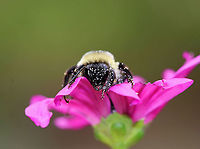 Bumblebee - Bombus impatiens Covered in pollen!<br />
<br />
Habitat: Rural garden<br />
https://www.jungledragon.com/image/93142/bumblebee_-_bombus_impatiens.html Bombus impatiens,Common eastern bumble bee,Fall,Geotagged,United States,bee,bombus,bumble bee,bumblebee