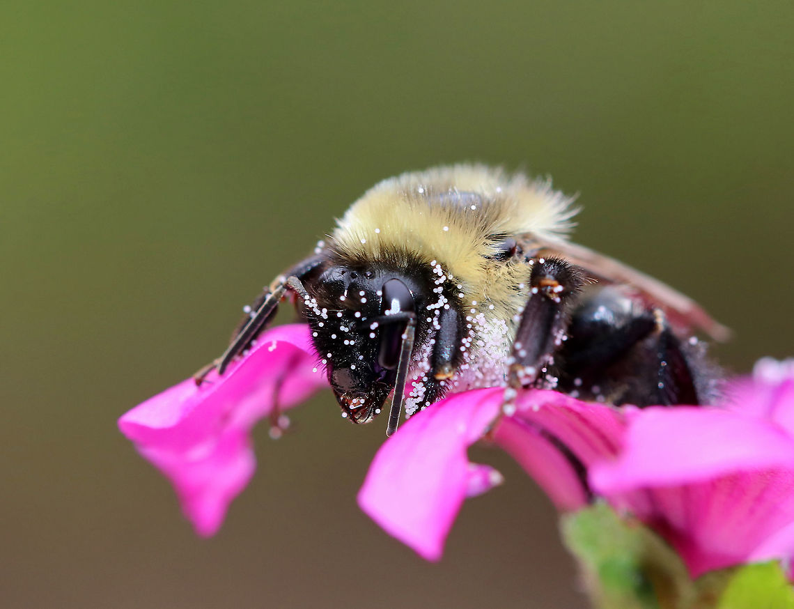 Bumblebee - Bombus impatiens Covered in pollen!<br />
<br />
Habitat: Rural garden<br />
<figure class="photo"><a href="https://www.jungledragon.com/image/93141/bumblebee_-_bombus_impatiens.html" title="Bumblebee - Bombus impatiens"><img src="https://s3.amazonaws.com/media.jungledragon.com/images/3232/93141_thumb.jpg?AWSAccessKeyId=05GMT0V3GWVNE7GGM1R2&Expires=1769040010&Signature=emPsCirjKuBAF%2FRf3Qnt0HGleEs%3D" width="200" height="150" alt="Bumblebee - Bombus impatiens Covered in pollen!<br />
<br />
Habitat: Rural garden<br />
https://www.jungledragon.com/image/93142/bumblebee_-_bombus_impatiens.html Bombus impatiens,Common eastern bumble bee,Fall,Geotagged,United States,bee,bombus,bumble bee,bumblebee" /></a></figure> Bombus,Bombus impatiens,Fall,Geotagged,United States,bee,bumble bee,bumblebee,common eastern bumble bee