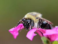 Bumblebee - Bombus impatiens Covered in pollen!<br />
<br />
Habitat: Rural garden<br />
https://www.jungledragon.com/image/93141/bumblebee_-_bombus_impatiens.html Bombus,Bombus impatiens,Fall,Geotagged,United States,bee,bumble bee,bumblebee,common eastern bumble bee