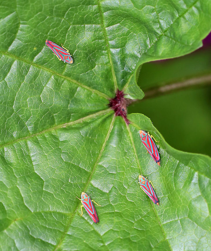 Candy-striped Leafhopper - Graphocephala coccinea Looks like they were having an important meeting. Or, maybe it was a leafhopper concert. <br />
<br />
Habitat: Rural garden Candy-striped Leafhopper,Fall,Geotagged,Graphocephala,Graphocephala coccinea,Leafhopper,United States