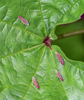 Candy-striped Leafhopper - Graphocephala coccinea Looks like they were having an important meeting. Or, maybe it was a leafhopper concert. 

Habitat: Rural garden Candy-striped Leafhopper,Fall,Geotagged,Graphocephala,Graphocephala coccinea,Leafhopper,United States