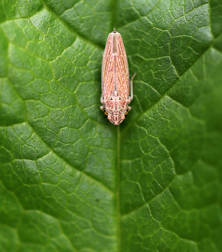 Graphocephala gothica/Amphigonalia gothica *I haven&#039;t created the species record yet because I&#039;m not sure which genus name is the current one.<br />
<br />
Habitat: Rural garden Amphigonalia gothica,Fall,Geotagged,Graphocephala,Graphocephala gothica,United States,leafhopper