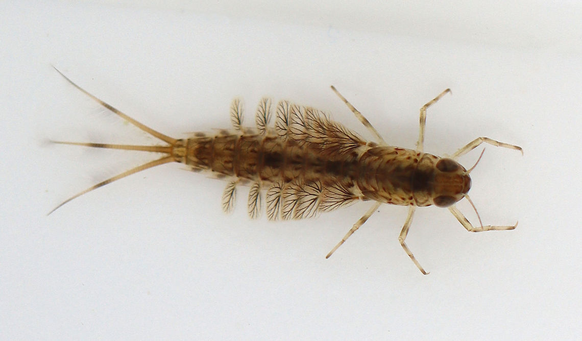 Mayfly Nymph (Order Ephemeroptera) - Siphlonurus sp. Nymphs have lateral, plate-like gills on their abdomen. There were TONS of these nymphs in the water today.<br />
<br />
Habitat: Woodland pond; I used an aquatic net to scoop this nymph out of the water and took the photo in a sampling tray. Ephemeroptera,Geotagged,Siphlonurus,Spring,United States,larva,mayfly,nymph