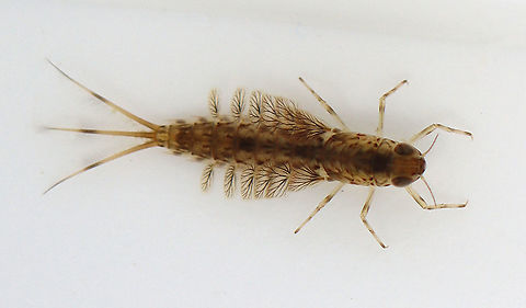 Mayfly Nymph (Order Ephemeroptera) - Siphlonurus sp. Nymphs have lateral, plate-like gills on their abdomen. There were TONS of these nymphs in the water today.

Habitat: Woodland pond; I used an aquatic net to scoop this nymph out of the water and took the photo in a sampling tray. Ephemeroptera,Geotagged,Siphlonurus,Spring,United States,larva,mayfly,nymph