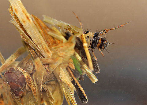 Caddisfly Larva (Order Trichoptera) Caddisfly larva in its case (note what looks like a piece of a pinecone to the left!). 

This photo starts the begin of a new obsession for me - indoor photography of aquatic invertebrates.  

I collected the invertebrates from a local pond and brought them home. Then, I set them up in a 2.5 gallon, glass aquarium that had water in it. 

Some issues that I immediately had:
-there is too much space for the critters to swim around (and thus away from the glass). I need them close to the glass to get a clear shot. 
-ANY dust or spots on the glass are very noticeable in photos
-I need better lighting. The camera's built-in flash is way too bright. Yet, it is not bright enough with a diffuser. For my photos today, I used a little bit of extra lighting with a headlamp that I moved around. But, still, it was mostly either too bright or not bright enough.
-It's really difficult to get the entire creature in focus when they are swimming.
https://www.jungledragon.com/image/93187/caddisfly_larva_order_trichoptera.html Geotagged,Spring,Trichoptera,United States,caddisfly,caddisfly larva,larva