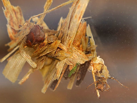 Caddisfly Larva (Order Trichoptera) Caddisfly larva in its case (note what looks like a piece of a pinecone to the left!).

Habitat: I collected this larva from a local pond and brought it home. Then, I set it up in a 2.5 gallon, glass aquarium that had water in it.
https://www.jungledragon.com/image/93185/caddisfly_larva_order_trichoptera.html
 Geotagged,Spring,United States,larva