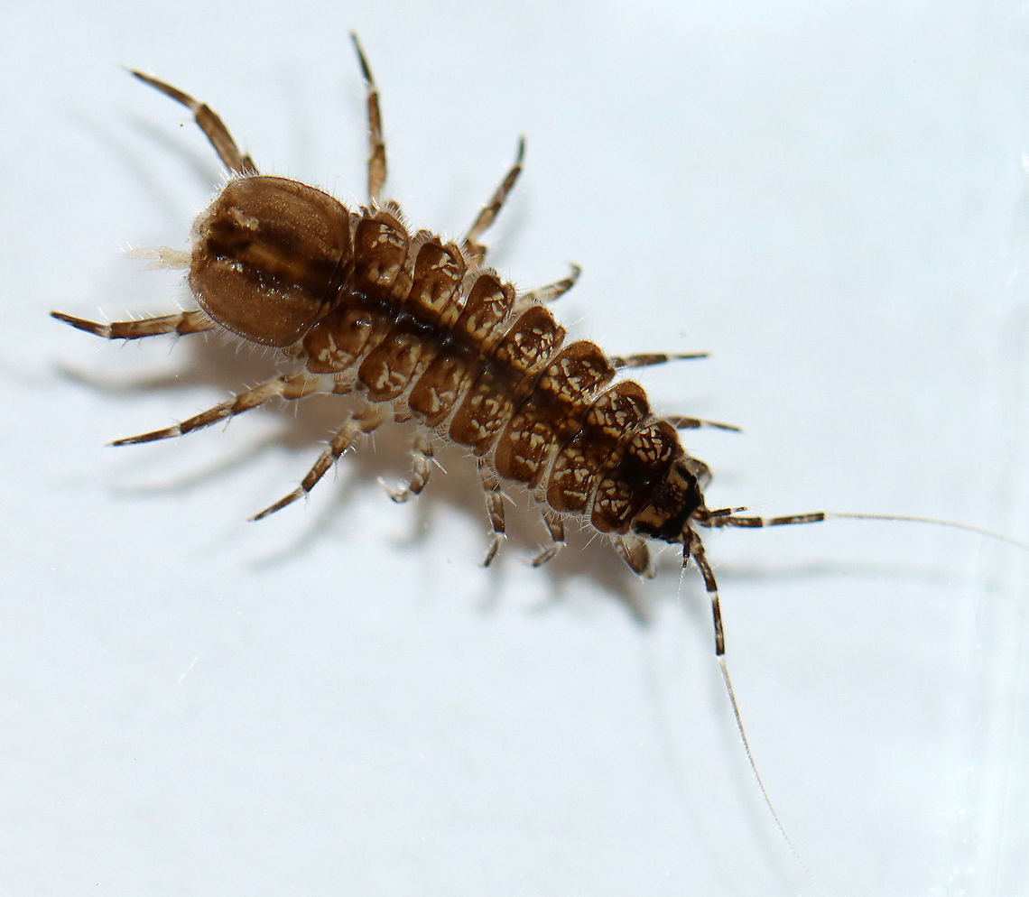 Aquatic Sow Bug - Caecidotea sp. Collected from a pond and photographed at home. Caecidotea,Geotagged,Isopoda,Spring,United States,aquatic sow bug,isopod,sow bug