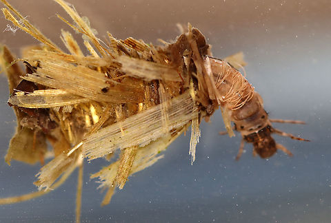 Caddisfly Larva (Order Trichoptera) - Family Limnephilidae, Limnephilus sp. Not a good shot, but I wanted to share it because it shows the gills (on the abdomen of the caddisfly, the gills look like string)

Habitat: Collected in a pond and photographed at home
https://www.jungledragon.com/image/93191/caddisfly_larva_order_trichoptera.html Geotagged,Limnephilus,Spring,United States,caddisfly larva,larva,trichoptera