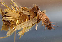 Caddisfly Larva (Order Trichoptera) - Family Limnephilidae, Limnephilus sp. Not a good shot, but I wanted to share it because it shows the gills (on the abdomen of the caddisfly, the gills look like string)<br />
<br />
Habitat: Collected in a pond and photographed at home<br />
https://www.jungledragon.com/image/93191/caddisfly_larva_order_trichoptera.html Geotagged,Limnephilus,Spring,United States,caddisfly larva,larva,trichoptera