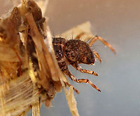 Caddisfly Larva (Order Trichoptera) - Family Limnephilidae, Limnephilus sp. Habitat: Collected in a pond and photographed at home<br />
https://www.jungledragon.com/image/93190/caddisfly_larva_order_trichoptera.html Geotagged,Limnephilus,Spring,Trichoptera,United States,caddisfly,larva