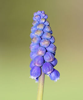 Grape Hyacinth - Muscari botryoides This plant produces spikes of dense blue/purple flowers that resemble bunches of grapes.

Habitat: Rural garden
https://www.jungledragon.com/image/93193/grape_hyacinth_-_muscari_botryoides.html Geotagged,Grape Hyacinth,Muscari,Muscari botryoides,Spring,United States
