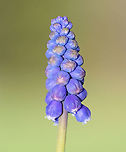 Grape Hyacinth - Muscari botryoides This plant produces spikes of dense blue/purple flowers that resemble bunches of grapes.<br />
<br />
Habitat: Rural garden<br />
https://www.jungledragon.com/image/93193/grape_hyacinth_-_muscari_botryoides.html Geotagged,Grape Hyacinth,Muscari,Muscari botryoides,Spring,United States