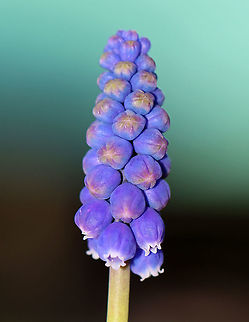 Grape Hyacinth - Muscari botryoides This plant produces spikes of dense blue/purple flowers that resemble bunches of grapes.

Habitat: Rural garden
https://www.jungledragon.com/image/93192/grape_hyacinth_-_muscari_botryoides.html Geotagged,Grape Hyacinth,Muscari botryoides,Spring,United States