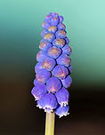 Grape Hyacinth - Muscari botryoides This plant produces spikes of dense blue/purple flowers that resemble bunches of grapes.<br />
<br />
Habitat: Rural garden<br />
https://www.jungledragon.com/image/93192/grape_hyacinth_-_muscari_botryoides.html Geotagged,Grape Hyacinth,Muscari botryoides,Spring,United States