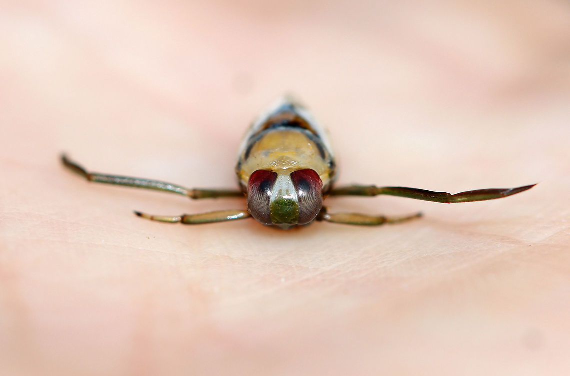 Backswimmer - Family Notonectidae, Notonecta sp. These bugs swim upside-down, hence their common name. They can dive underwater by trapping air in their abdominal pockets. Thanks to this feature, they can remain submerged for up to 6 hours!<br />
<br />
Habitat: Collected from a pond<br />
<figure class="photo"><a href="https://www.jungledragon.com/image/93195/backswimmer_dorsal_-_family_notonectidae_notonecta_sp.html" title="Backswimmer (Dorsal) - Family Notonectidae, Notonecta sp."><img src="https://s3.amazonaws.com/media.jungledragon.com/images/3232/93195_thumb.jpg?AWSAccessKeyId=05GMT0V3GWVNE7GGM1R2&Expires=1759968010&Signature=gQyEmPprVQmLdBQYavvD3YLnuu0%3D" width="200" height="196" alt="Backswimmer (Dorsal) - Family Notonectidae, Notonecta sp. These bugs swim upside-down, hence their common name. They can dive underwater by trapping air in their abdominal pockets. Thanks to this feature, they can remain submerged for up to 6 hours!<br />
<br />
Habitat: Collected from a pond<br />
https://www.jungledragon.com/image/93194/backswimmer_-_family_notonectidae_notonecta_sp.html Geotagged,Notonecta,Spring,United States,backswimmer" /></a></figure><br />
 Geotagged,Notonecta,Notonectidae,Spring,United States,backswimmer