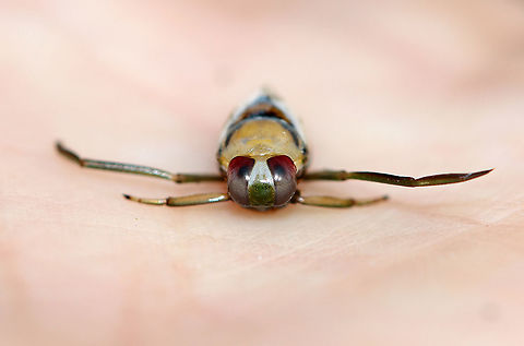 Backswimmer - Family Notonectidae, Notonecta sp. These bugs swim upside-down, hence their common name. They can dive underwater by trapping air in their abdominal pockets. Thanks to this feature, they can remain submerged for up to 6 hours!

Habitat: Collected from a pond
https://www.jungledragon.com/image/93195/backswimmer_dorsal_-_family_notonectidae_notonecta_sp.html
 Geotagged,Notonecta,Notonectidae,Spring,United States,backswimmer