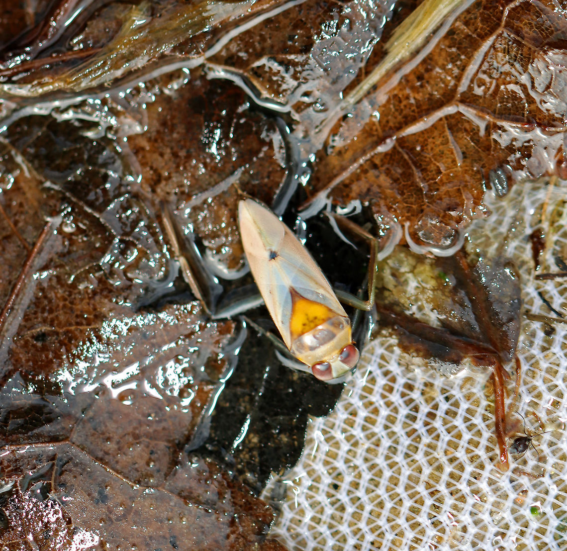 Backswimmer (Dorsal) - Family Notonectidae, Notonecta sp. These bugs swim upside-down, hence their common name. They can dive underwater by trapping air in their abdominal pockets. Thanks to this feature, they can remain submerged for up to 6 hours!<br />
<br />
Habitat: Collected from a pond<br />
<figure class="photo"><a href="https://www.jungledragon.com/image/93194/backswimmer_-_family_notonectidae_notonecta_sp.html" title="Backswimmer - Family Notonectidae, Notonecta sp."><img src="https://s3.amazonaws.com/media.jungledragon.com/images/3232/93194_thumb.jpg?AWSAccessKeyId=05GMT0V3GWVNE7GGM1R2&Expires=1759968010&Signature=0ZVFyWOSjA7jZOxOgUWoswKIgdk%3D" width="200" height="134" alt="Backswimmer - Family Notonectidae, Notonecta sp. These bugs swim upside-down, hence their common name. They can dive underwater by trapping air in their abdominal pockets. Thanks to this feature, they can remain submerged for up to 6 hours!<br />
<br />
Habitat: Collected from a pond<br />
https://www.jungledragon.com/image/93195/backswimmer_dorsal_-_family_notonectidae_notonecta_sp.html<br />
 Geotagged,Notonecta,Notonectidae,Spring,United States,backswimmer" /></a></figure> Geotagged,Notonecta,Spring,United States,backswimmer