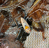 Backswimmer (Dorsal) - Family Notonectidae, Notonecta sp. These bugs swim upside-down, hence their common name. They can dive underwater by trapping air in their abdominal pockets. Thanks to this feature, they can remain submerged for up to 6 hours!<br />
<br />
Habitat: Collected from a pond<br />
https://www.jungledragon.com/image/93194/backswimmer_-_family_notonectidae_notonecta_sp.html Geotagged,Notonecta,Spring,United States,backswimmer