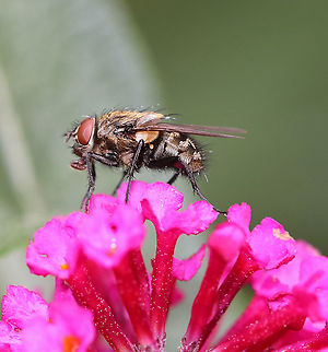Cluster Fly - Pollenia sp. Habitat: Rural garden Fall,Geotagged,Pollenia,United States,cluster fly,diptera,fly
