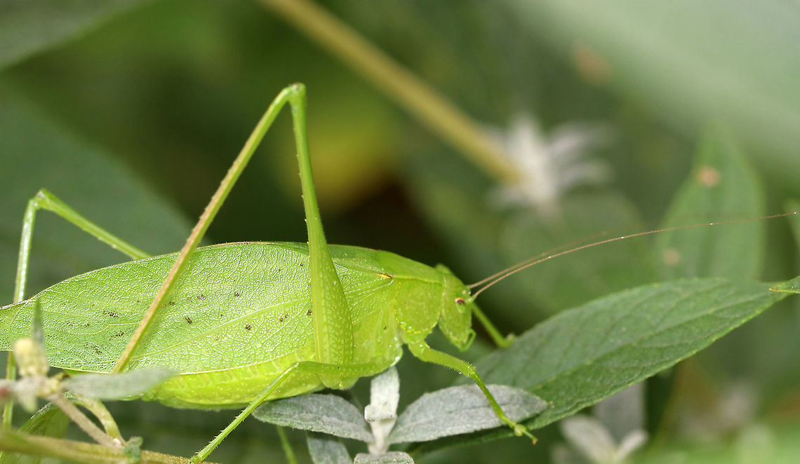 Oblong-winged Katydid - Amblycorypha oblongifolia *Seeking confirmation for the species ID*<br />
<br />
This species is found in the northeastern US. They can be green, yellow, or pink!<br />
<br />
Habitat: Rural garden Amblycorypha,Amblycorypha oblongifolia,Fall,Geotagged,Oblong-winged Katydid,Tettigoniidae,United States,katydid