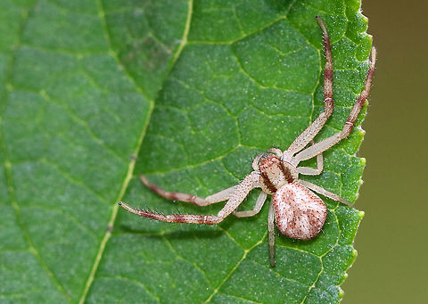 Northern Crab Spider - Mecaphesa asperata I think this spider was hoping for a hug.
Habitat: Rural garden Fall,Geotagged,Mecaphesa,Mecaphesa asperata,Northern Crab Spider,United States,crab spider,spider