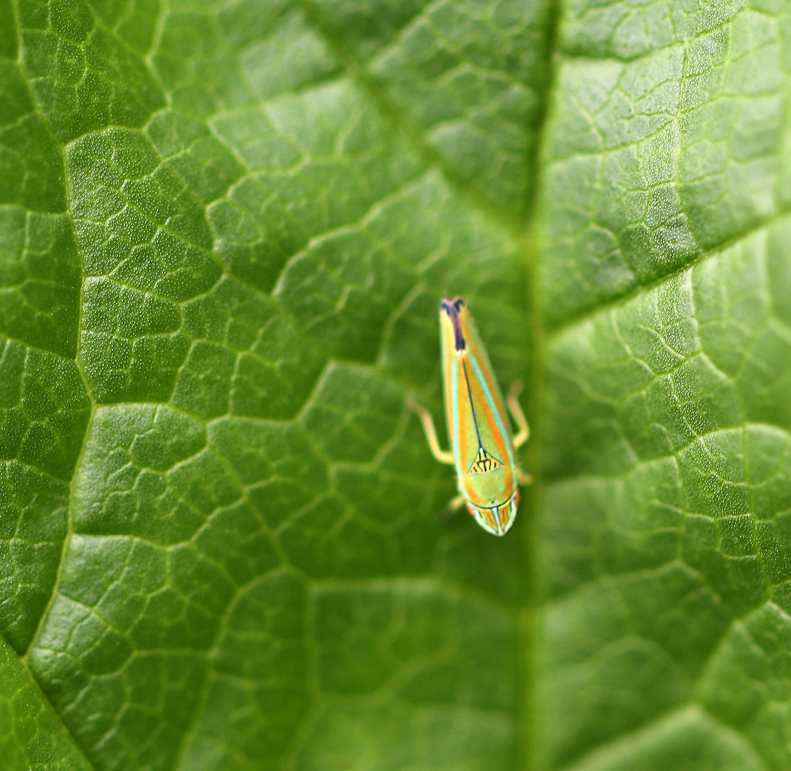 Versute Sharpshooter - Graphocephala versuta This leafhopper has green forewings with several black markings at the apex, which is a diagnostic feature. The scutellum had several thin black lines.<br />
<br />
Habitat: Rural garden Fall,Geotagged,Graphocephala,Graphocephala versuta,Sharpshooter,United States,Versute Sharpshooter,leafhopper