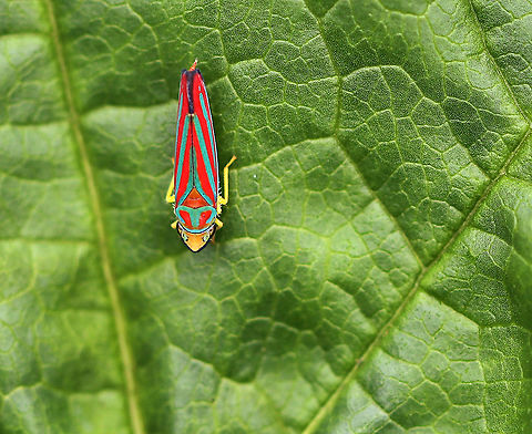 Candy-striped Leafhopper - Graphocephala coccinea Habitat: Rural garden Fall,Geotagged,Graphocephala coccinea,United States,leafhopper