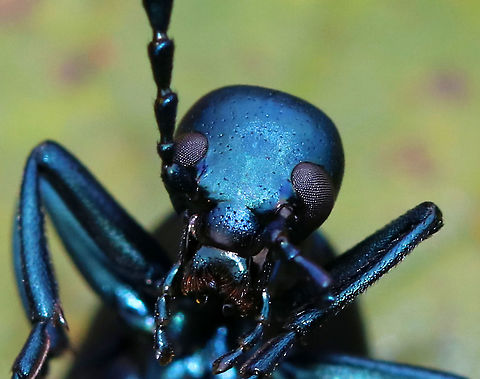Meloe impressus (male) I based the species level ID on the fact that the head and pronotum were not deeply punctate. Also, the blue color and the time of year further confirm the ID.

Habitat: Spotted in a meadow next to a mixed forest.
https://www.jungledragon.com/image/85457/meloe_impressus.html Fall,Geotagged,Meloe impressus,United States,beetle,blister beetle,meloe