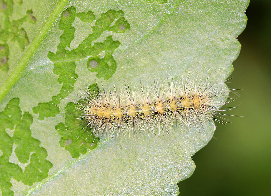 Unidentified Caterpillar Ugh. I&#039;m not sure who this is. Possibly Spilosoma virginica, Hyphantria cunea, or Estigmene acrea. All three are very variable. This individual was not feeding gregariously and was only eating the top layer of the bottom of a leaf.<br />
<br />
Habitat: Rural garden<br />
<figure class="photo"><a href="https://www.jungledragon.com/image/93258/unidentified_caterpillar.html" title="Unidentified Caterpillar"><img src="https://s3.amazonaws.com/media.jungledragon.com/images/3232/93258_thumb.jpg?AWSAccessKeyId=05GMT0V3GWVNE7GGM1R2&Expires=1759968010&Signature=xqpmAOeJwJR7YB2grVwJanSGykA%3D" width="200" height="148" alt="Unidentified Caterpillar Ugh. I&#039;m not sure who this is. Possibly Spilosoma virginica, Hyphantria cunea, or Estigmene acrea. All three are very variable. This individual was not feeding gregariously and was only eating the top layer of the bottom of a leaf.<br />
<br />
Habitat: Rural garden<br />
https://www.jungledragon.com/image/93256/unidentified_caterpillar.html Fall,Geotagged,United States,caterpillar,larva" /></a></figure> Fall,Geotagged,United States,caterpillar,larva