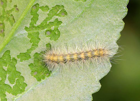 Unidentified Caterpillar Ugh. I'm not sure who this is. Possibly Spilosoma virginica, Hyphantria cunea, or Estigmene acrea. All three are very variable. This individual was not feeding gregariously and was only eating the top layer of the bottom of a leaf.
Habitat: Rural garden
https://www.jungledragon.com/image/93258/unidentified_caterpillar.html Fall,Geotagged,United States,caterpillar,larva