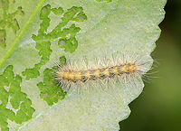 Unidentified Caterpillar Ugh. I'm not sure who this is. Possibly Spilosoma virginica, Hyphantria cunea, or Estigmene acrea. All three are very variable. This individual was not feeding gregariously and was only eating the top layer of the bottom of a leaf.<br />
<br />
Habitat: Rural garden<br />
https://www.jungledragon.com/image/93258/unidentified_caterpillar.html Fall,Geotagged,United States,caterpillar,larva