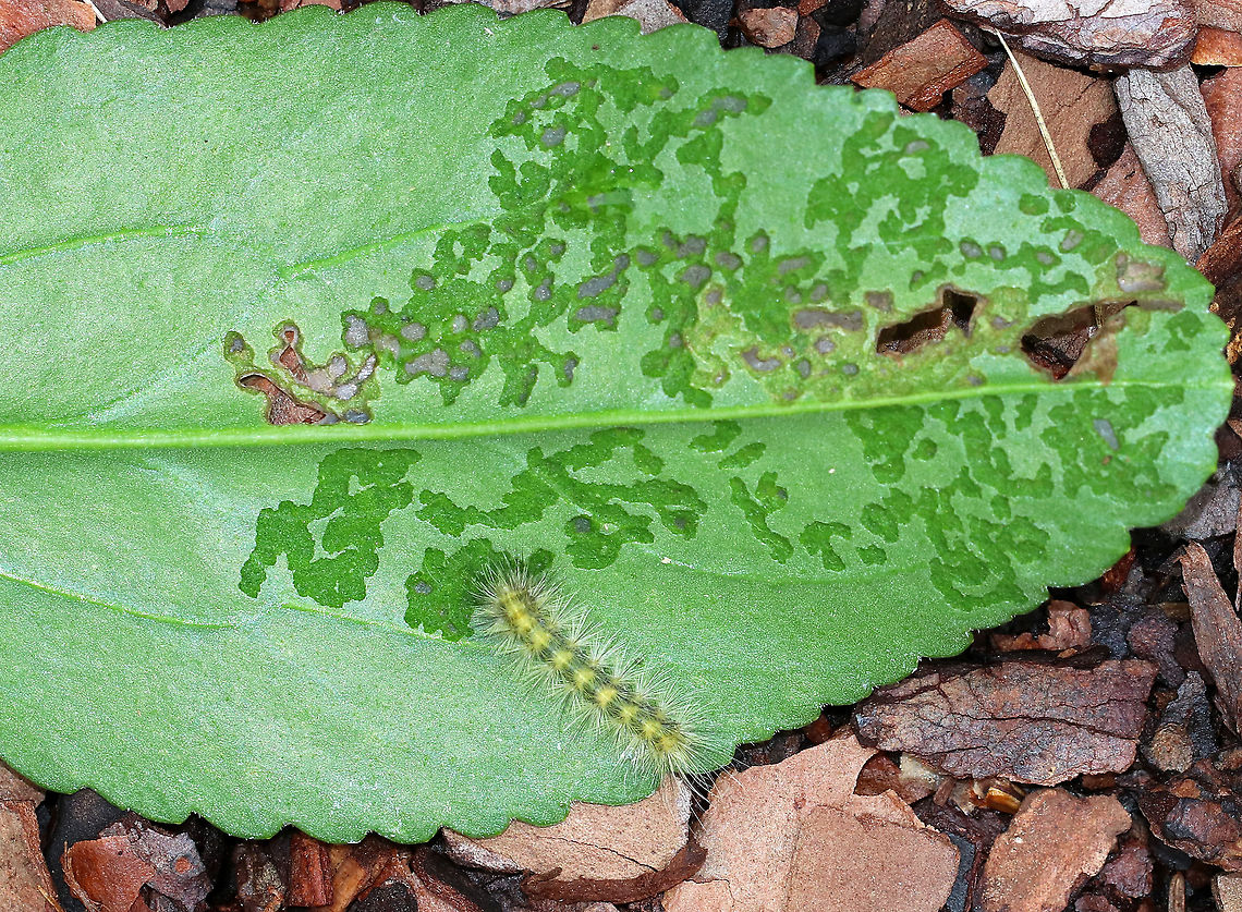 Unidentified Caterpillar Ugh. I&#039;m not sure who this is. Possibly Spilosoma virginica, Hyphantria cunea, or Estigmene acrea. All three are very variable. This individual was not feeding gregariously and was only eating the top layer of the bottom of a leaf.<br />
<br />
Habitat: Rural garden<br />
<figure class="photo"><a href="https://www.jungledragon.com/image/93256/unidentified_caterpillar.html" title="Unidentified Caterpillar"><img src="https://s3.amazonaws.com/media.jungledragon.com/images/3232/93256_thumb.jpg?AWSAccessKeyId=05GMT0V3GWVNE7GGM1R2&Expires=1759968010&Signature=%2BB5Sbi1ACEdTHgxywk7xZUW2AIM%3D" width="200" height="146" alt="Unidentified Caterpillar Ugh. I&#039;m not sure who this is. Possibly Spilosoma virginica, Hyphantria cunea, or Estigmene acrea. All three are very variable. This individual was not feeding gregariously and was only eating the top layer of the bottom of a leaf.<br />
<br />
Habitat: Rural garden<br />
https://www.jungledragon.com/image/93258/unidentified_caterpillar.html Fall,Geotagged,United States,caterpillar,larva" /></a></figure> Fall,Geotagged,United States,caterpillar,larva