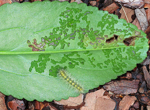 Unidentified Caterpillar Ugh. I'm not sure who this is. Possibly Spilosoma virginica, Hyphantria cunea, or Estigmene acrea. All three are very variable. This individual was not feeding gregariously and was only eating the top layer of the bottom of a leaf.

Habitat: Rural garden
https://www.jungledragon.com/image/93256/unidentified_caterpillar.html Fall,Geotagged,United States,caterpillar,larva