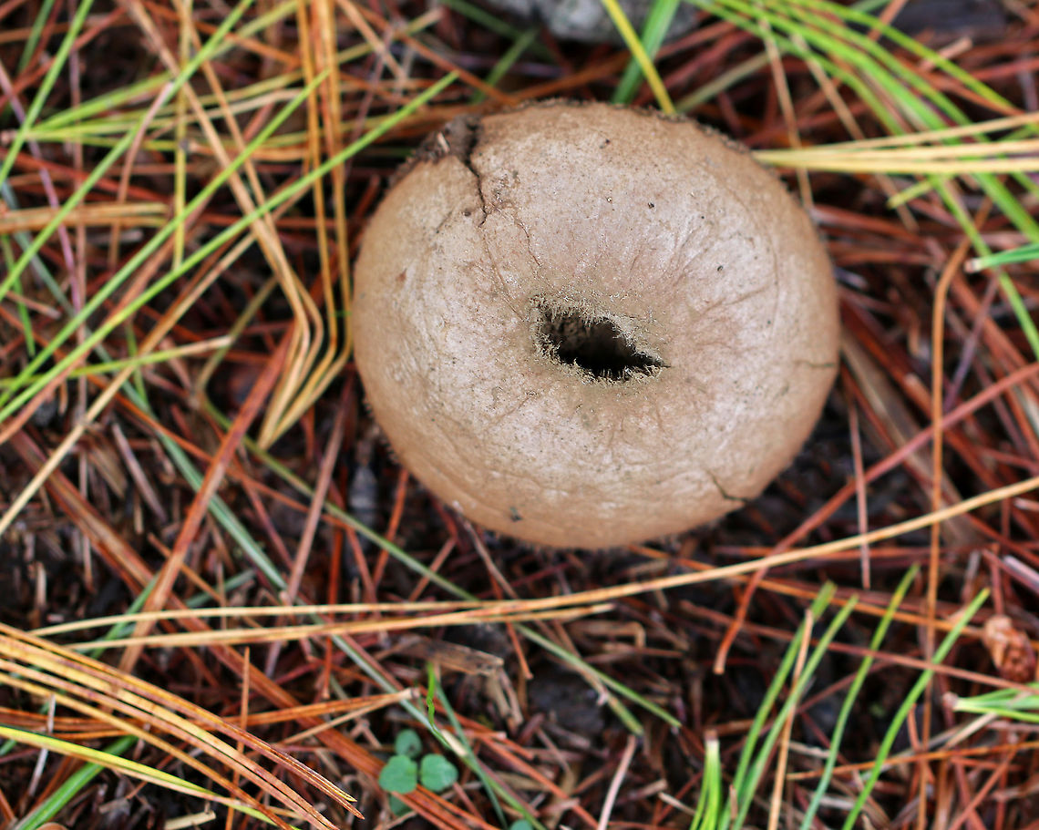 Pear-shaped Puffball - Lycoperdon pyriforme Habitat: Growing on rotten, buried wood Apioperdon,Apioperdon pyriforme,Fall,Geotagged,Lycoperdon,Pear-shaped puffball,United States,puffball