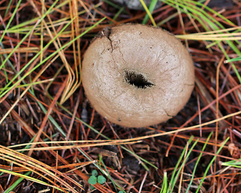 Pear-shaped Puffball - Lycoperdon pyriforme Habitat: Growing on rotten, buried wood Apioperdon,Apioperdon pyriforme,Fall,Geotagged,Lycoperdon,Pear-shaped puffball,United States,puffball
