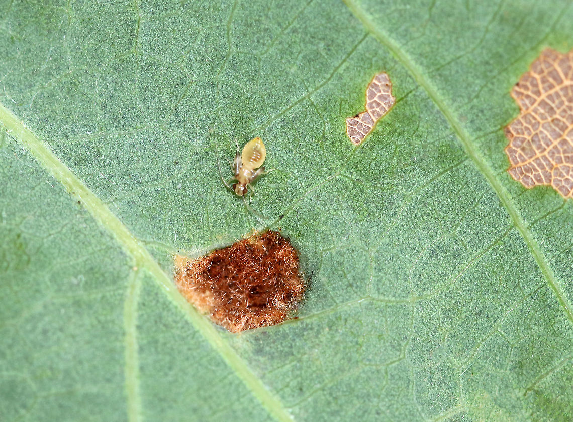 Barklice Nymph - Order Psocodea I didn't notice the nymph when taking this photo.<br />
<br />
Habitat: Oak leaf Fall,Geotagged,Psocodea,United States,barklice,barklice nymph,nymph