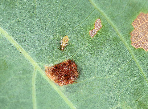 Barklice Nymph - Order Psocodea I didn't notice the nymph when taking this photo.

Habitat: Oak leaf Fall,Geotagged,Psocodea,United States,barklice,barklice nymph,nymph