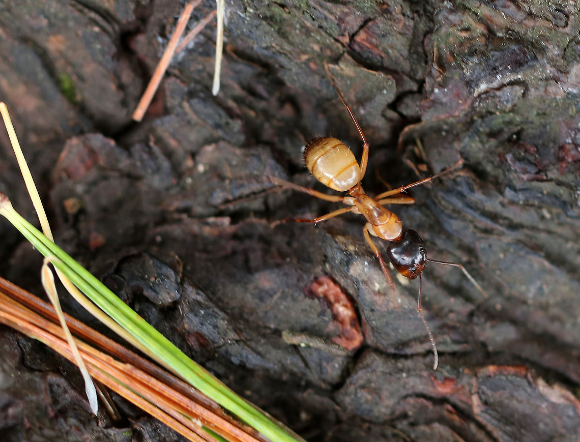 American Carpenter Ant - Camponotus americanus Habitat: Around the base of a pine tree  American carpenter ant,Camponotus,Camponotus americanus,Fall,Geotagged,United States,ant,carpenter ant
