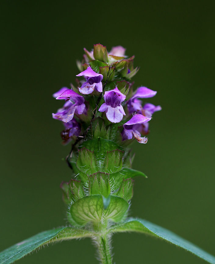 Common Self-heal - Prunella vulgaris Common, edible, and can be used to treat sore throats and bad breath.<br />
<br />
Habitat: Meadow<br />
<figure class="photo"><a href="https://www.jungledragon.com/image/93339/common_self-heal_-_prunella_vulgaris.html" title="Common Self-heal - Prunella vulgaris"><img src="https://s3.amazonaws.com/media.jungledragon.com/images/3232/93339_thumb.jpg?AWSAccessKeyId=05GMT0V3GWVNE7GGM1R2&Expires=1769040010&Signature=GU5MzQyNep9blXgCiK51FXS0yhQ%3D" width="200" height="158" alt="Common Self-heal - Prunella vulgaris Common, edible, and can be used to treat sore throats and bad breath.<br />
<br />
Habitat: Meadow<br />
https://www.jungledragon.com/image/93338/common_self-heal_-_prunella_vulgaris.html Common self-heal,Fall,Geotagged,Prunella vulgaris,United States" /></a></figure> Common self-heal,Fall,Geotagged,Prunella,Prunella vulgaris,United States,carpenter's herb,heal-all,heart-of-the-earth,self-heal,selfheal