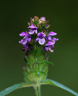 Common Self-heal - Prunella vulgaris Common, edible, and can be used to treat sore throats and bad breath.

Habitat: Meadow
https://www.jungledragon.com/image/93339/common_self-heal_-_prunella_vulgaris.html Common self-heal,Fall,Geotagged,Prunella,Prunella vulgaris,United States,carpenter's herb,heal-all,heart-of-the-earth,self-heal,selfheal