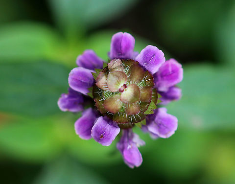 Common Self-heal - Prunella vulgaris Common, edible, and can be used to treat sore throats and bad breath.

Habitat: Meadow
https://www.jungledragon.com/image/93338/common_self-heal_-_prunella_vulgaris.html Common self-heal,Fall,Geotagged,Prunella vulgaris,United States