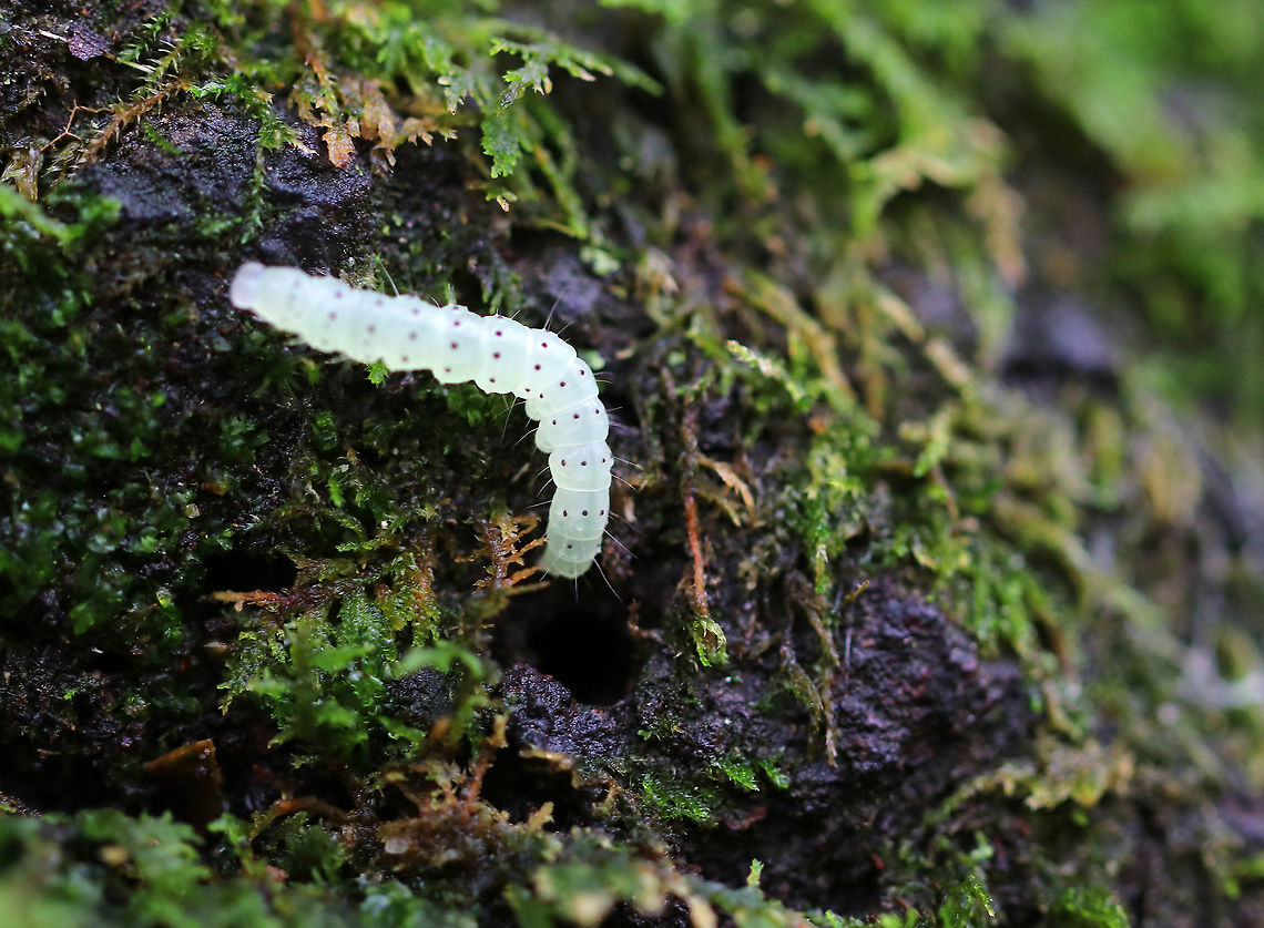 Unidentified Caterpillar - Hyperstrotia sp.? **Might be Hyperstrotia sp.<br />
<br />
Habitat: Mixed forest Fall,Geotagged,United States,caterpillar,larva